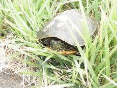 W1siziisijiwmjavmtavmdcvmtnfmzhfmznfmjdfdxaxmzcyoc5qcgcixsxbinailcj0ahvtyiisijizmhgzmda%2bil1d